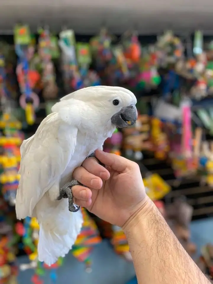 Umbrella Cockatoos for Sale