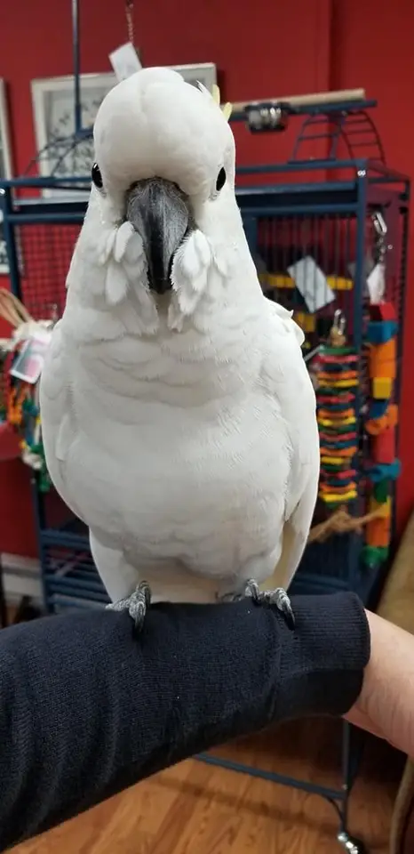 Umbrella Cockatoos for Sale