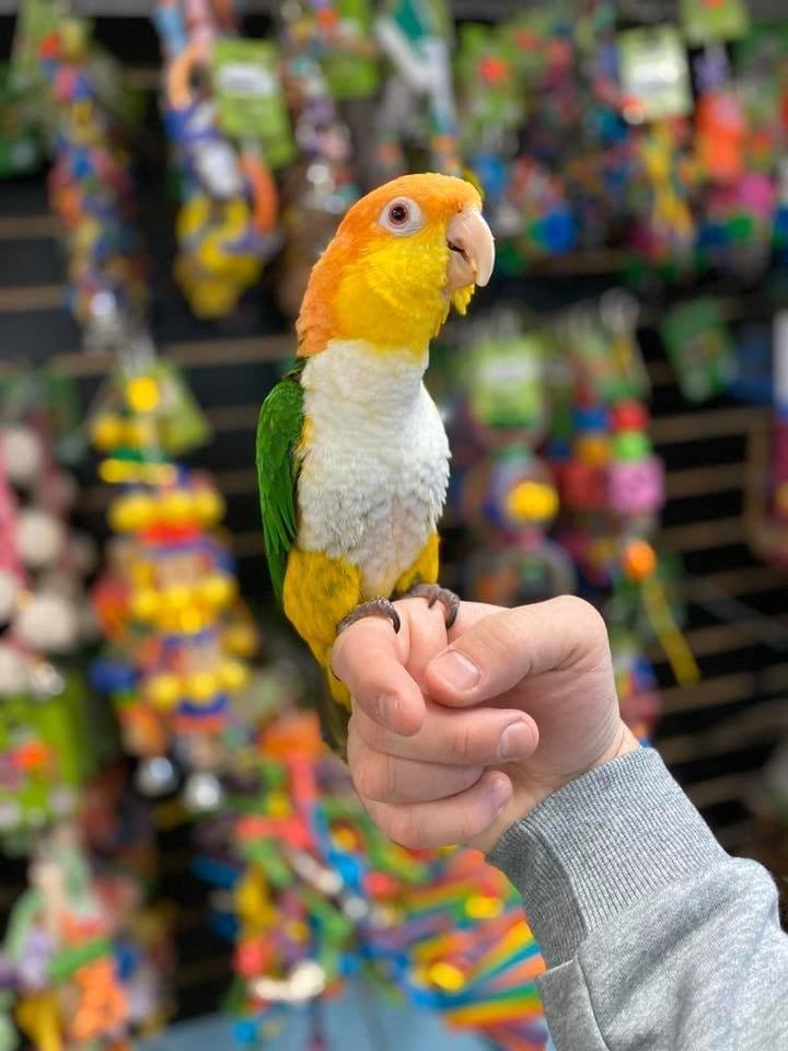 White Bellied Caiques for Sale