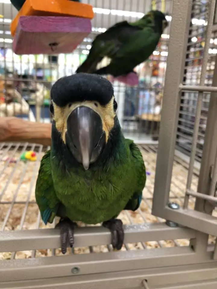 Yellow Collar Macaws for Sale